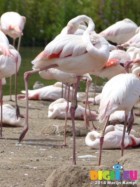 FZ006137 Greater flamingo (Phoenicopterus roseus)